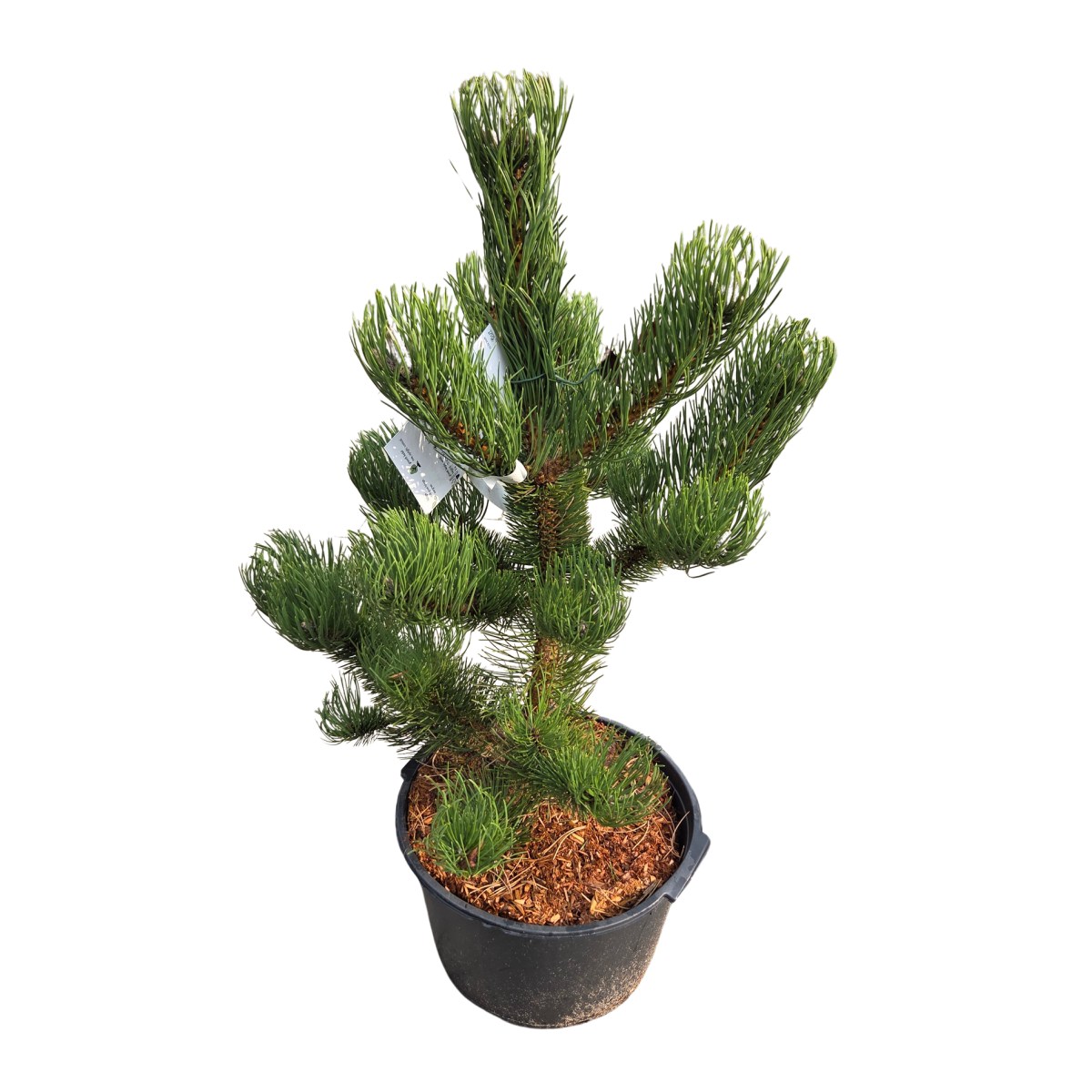 Vzrůstné jehličnany - Borovice černá Oregon Green výška 50/60cm, květináč 12 litrů