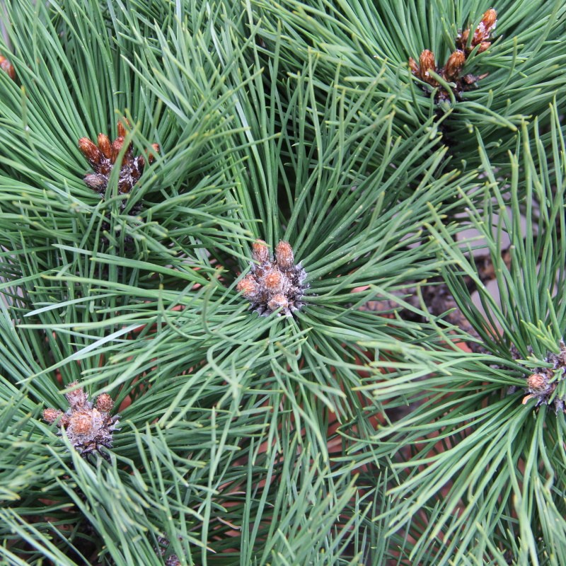 Zakrsle rostoucí jehličnany - Borovice černá 'Pierrick Brégeon' 15 litrů