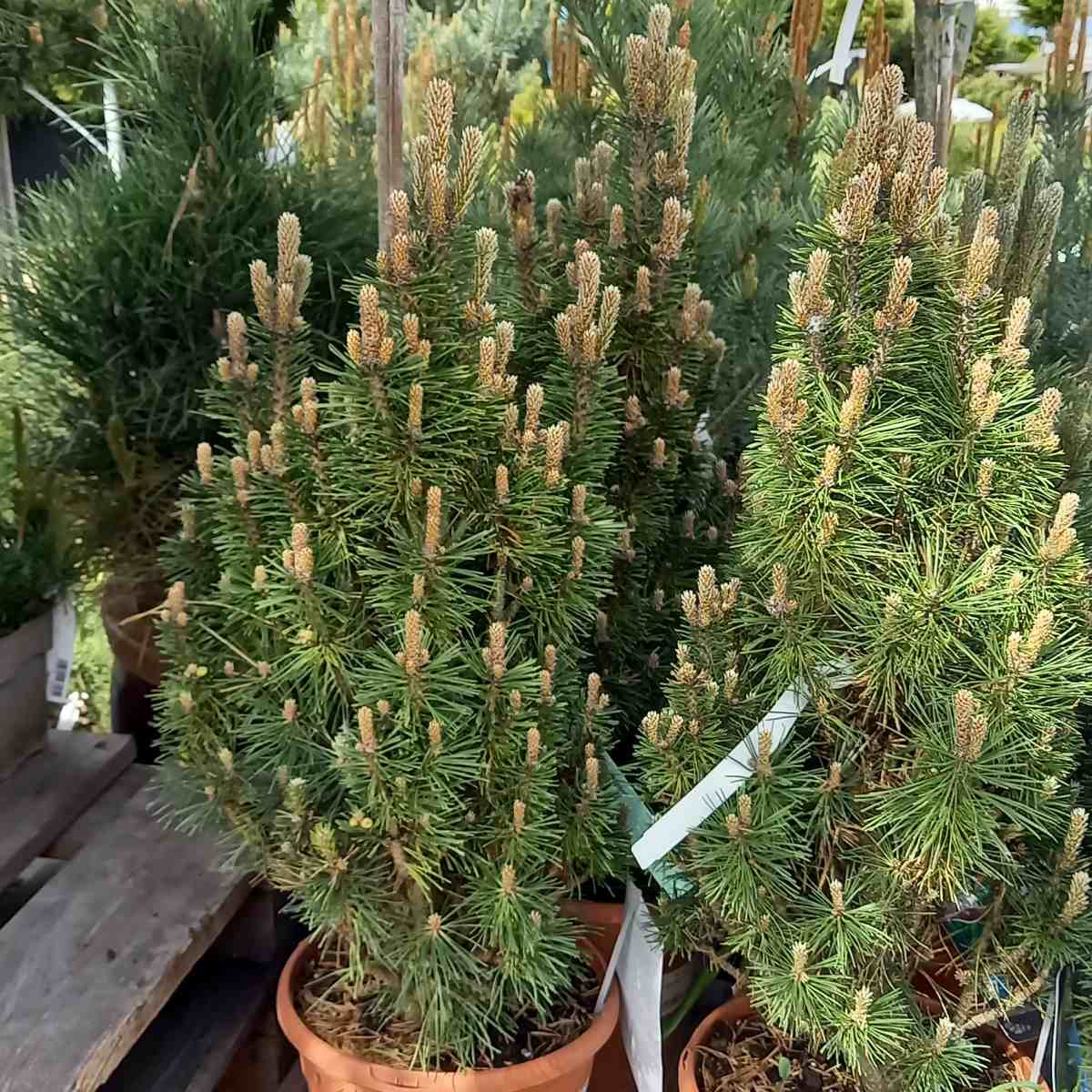 Zakrsle rostoucí jehličnany - Borovice černá Richard výška 40/60cm, květináč 5 litrů