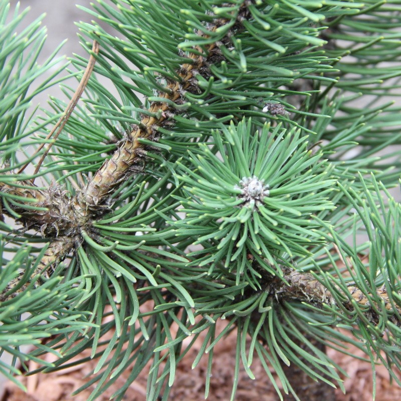 Jehličnany - Borovice černá 'Select' 4 litry