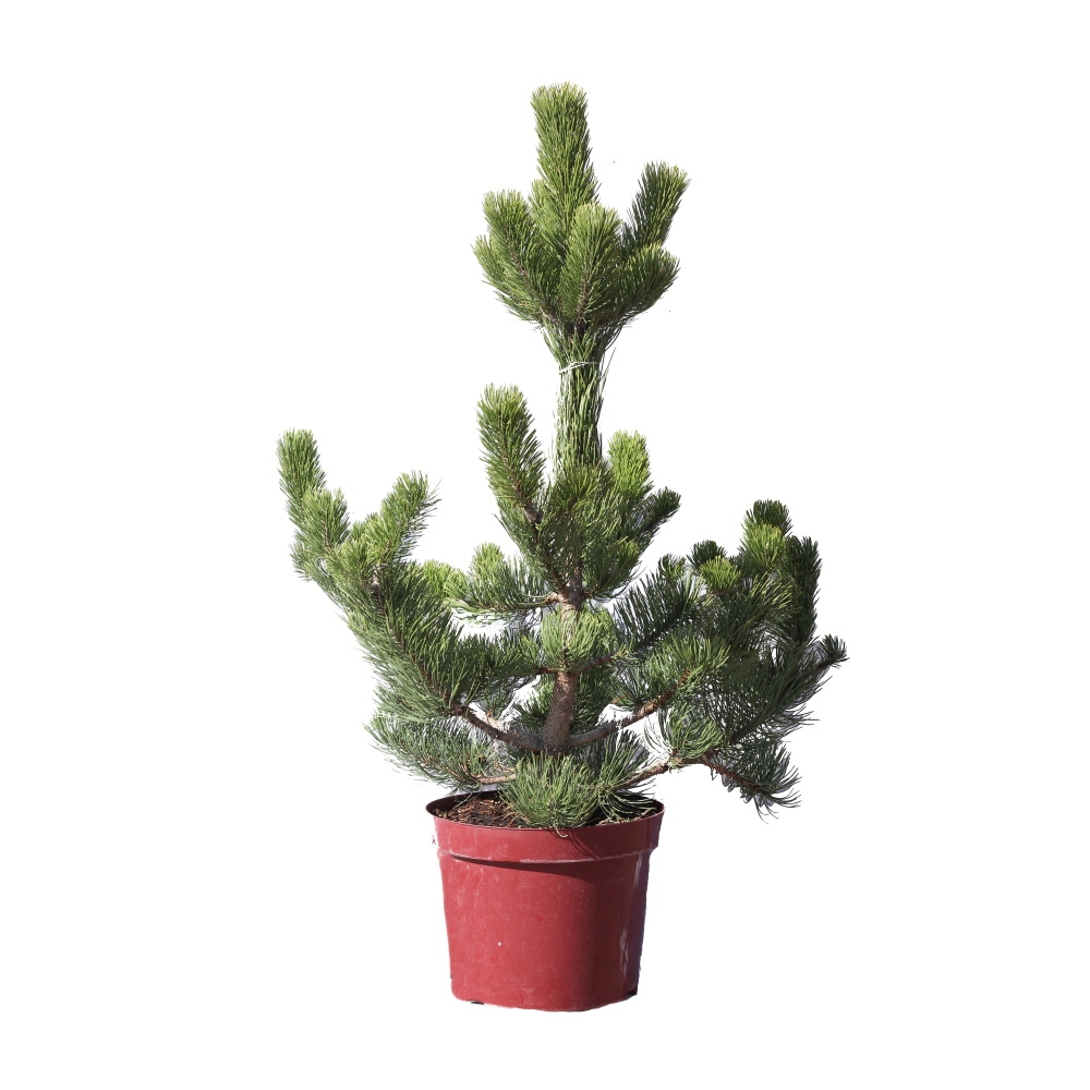 Vzrůstné jehličnany - Borovice černá Select výška 40/60cm, květináč 10 litrů