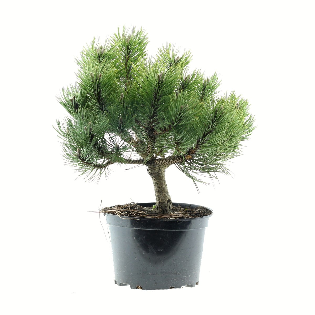 Zakrsle rostoucí jehličnany - Borovice černá Smaragd květináč 5 litrů