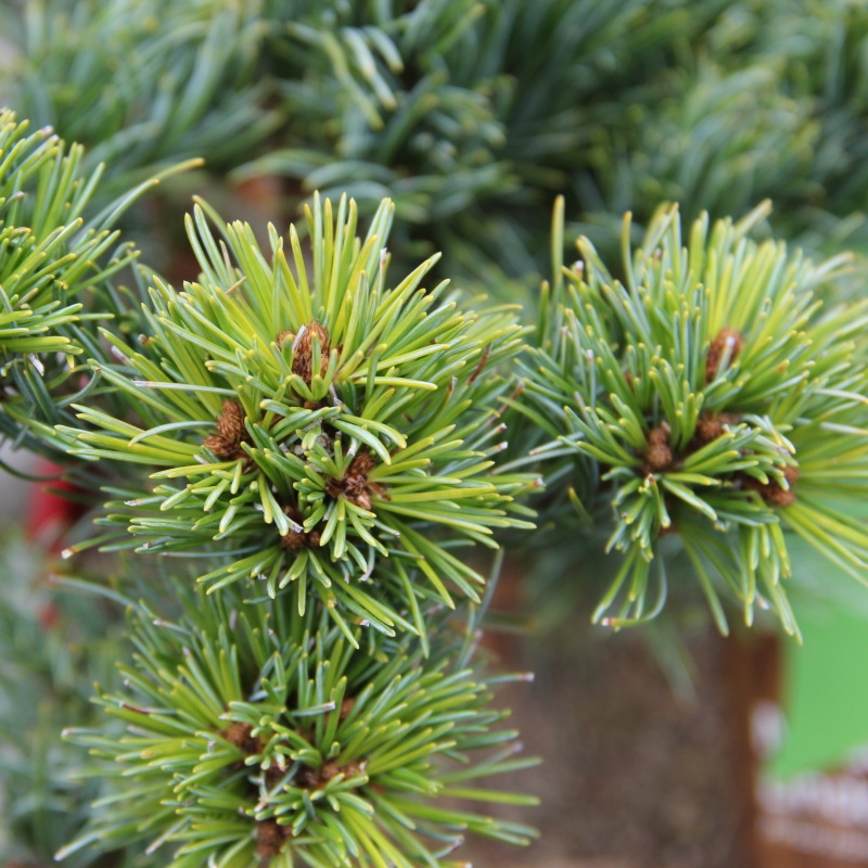 Zakrsle rostoucí jehličnany - Borovice drobnokvětá 'Linda' 5 litrů