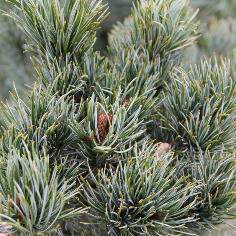 Zakrsle rostoucí jehličnany - Borovice drobnokvětá Negishi květináč 60 litrů, výška 80/100cm