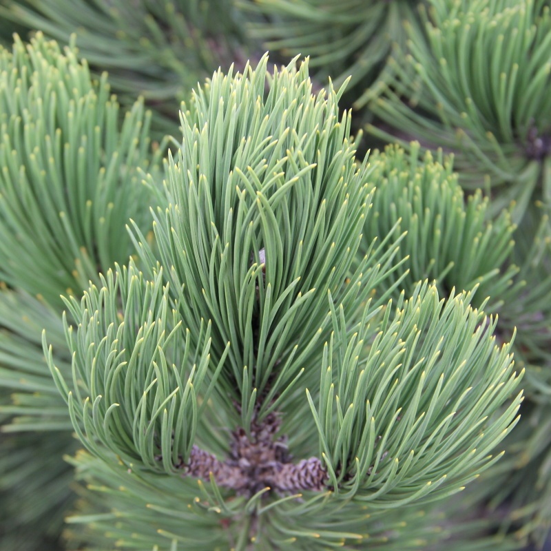 Zakrsle rostoucí jehličnany - Borovice Heldreichova 'Compact Gem' 32 litrů