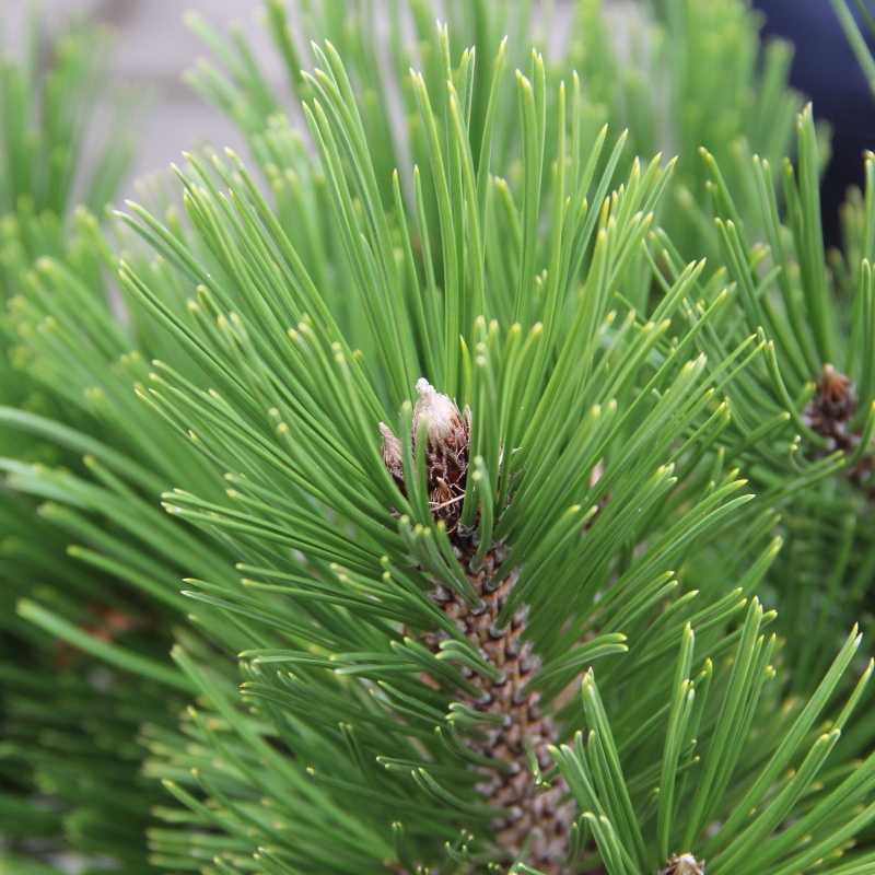 Zakrsle rostoucí jehličnany - Borovice Heldreichova 'Little Dracula' 4 litry