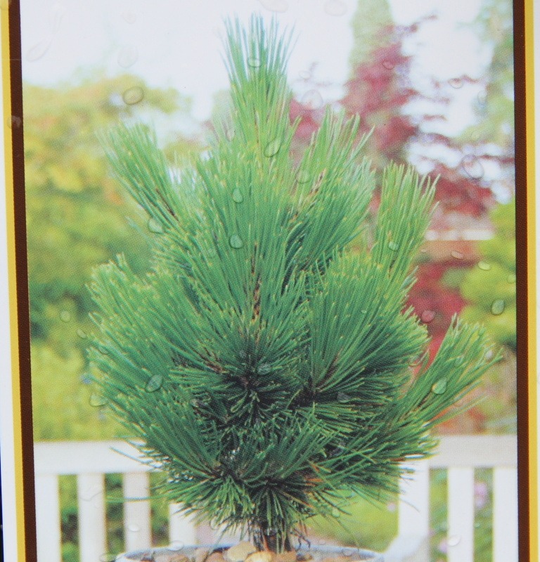 Borovice Heldreichova 'Little Dracula' 4 litry-0