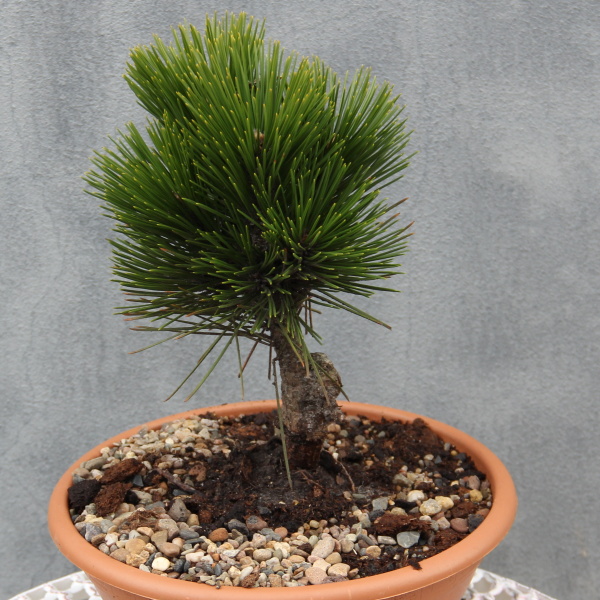 Zakrsle rostoucí jehličnany - Borovice Heldreichova 'Little Dracula' miska 2 litry