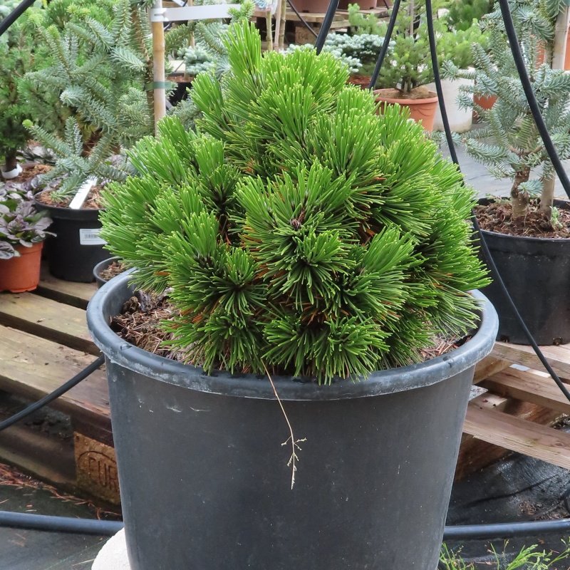 Zakrsle rostoucí jehličnany - Borovice Heldreichova 'Schmitii' květináč 15 litrů, 20/30cm