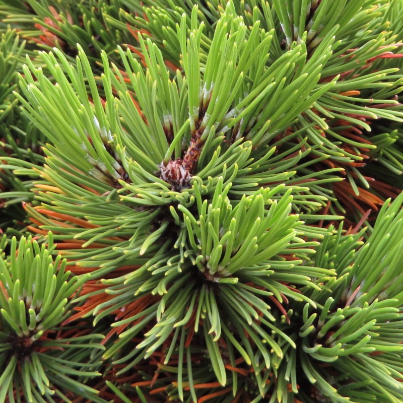 Borovice Heldreichova 'Schmitii' květináč 15 litrů, 20/30cm-0