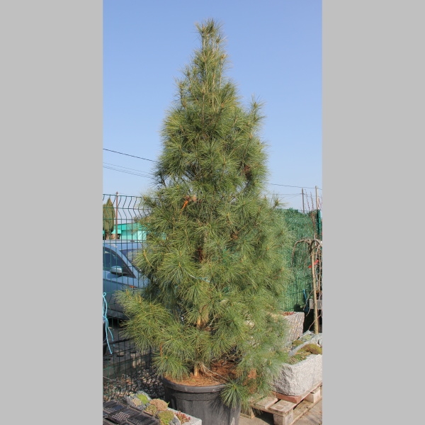 Borovice himalájská 130 litrů-0