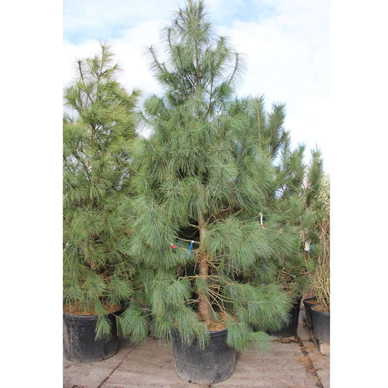 Vzrůstné jehličnany - Borovice himalájská 140 litrů