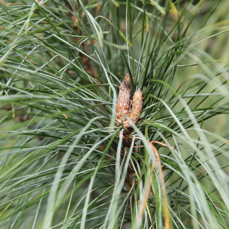Borovice himalájská 140 litrů-0