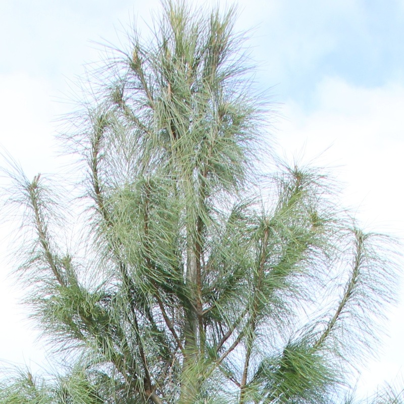 Borovice himalájská 140 litrů-1