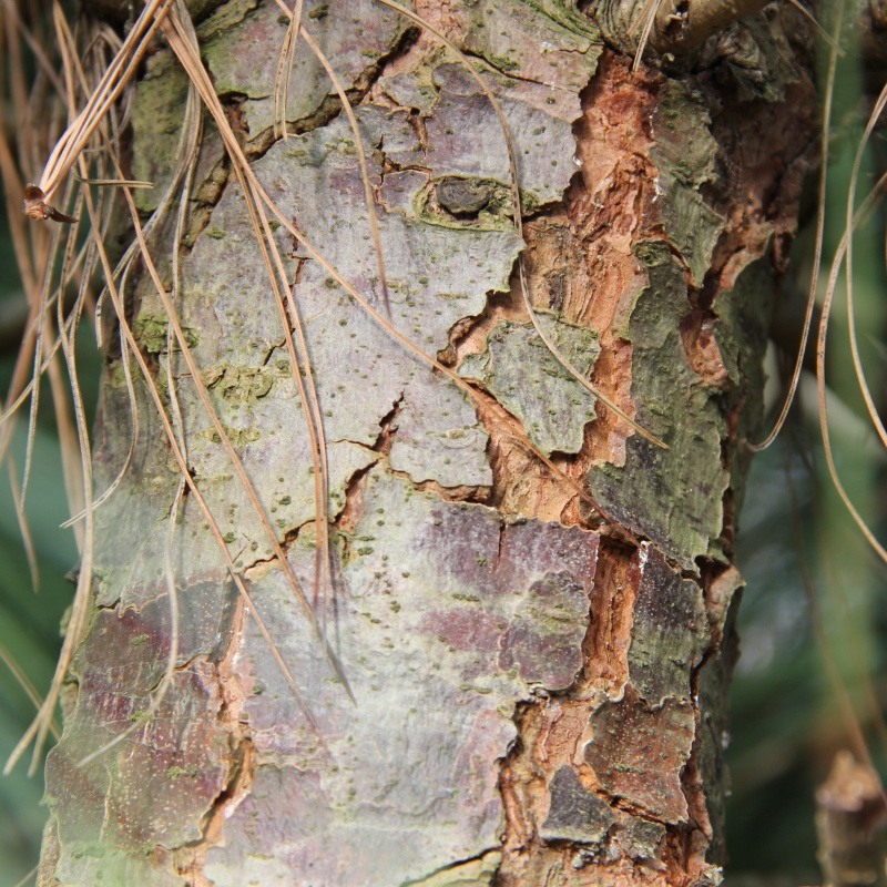 Borovice himalájská 140 litrů-2