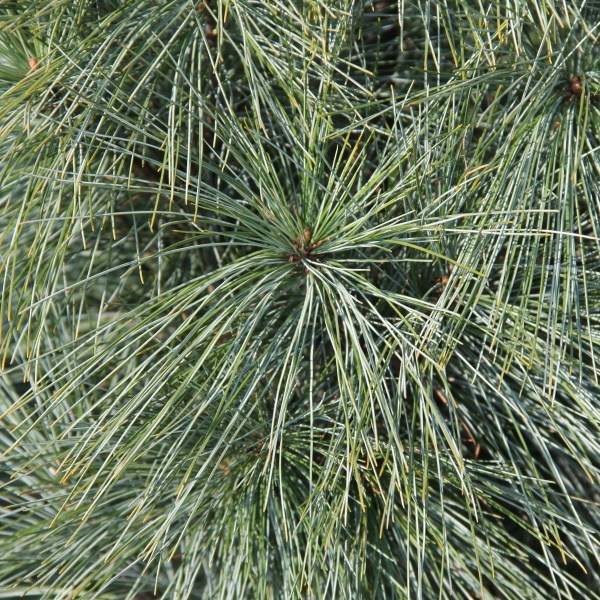 Zakrsle rostoucí jehličnany - Borovice himalájská Densa Hill 60/80cm