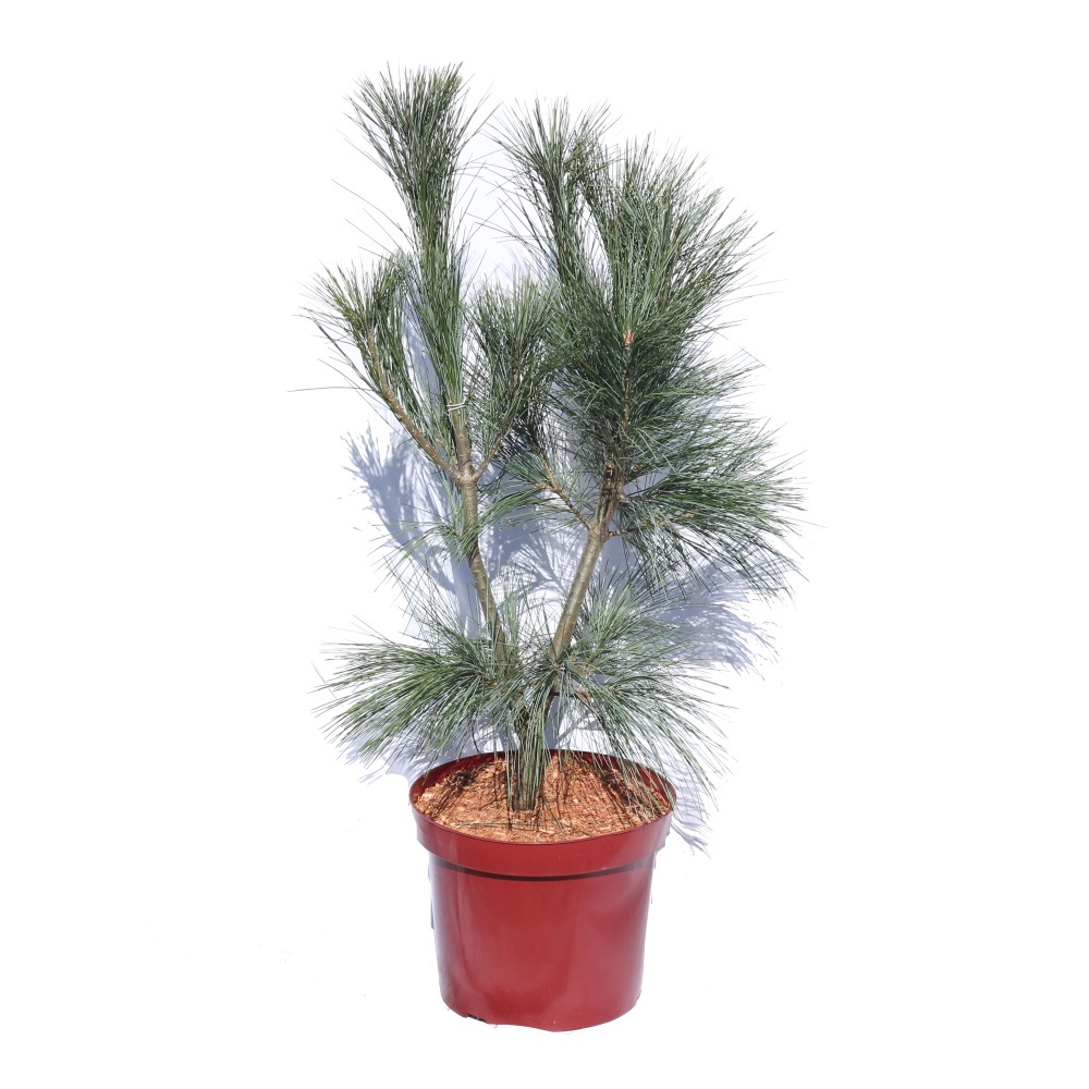 Vzrůstné jehličnany - Borovice himalájská Densa Hill výška 60/080cm, květináč 7,5 litru