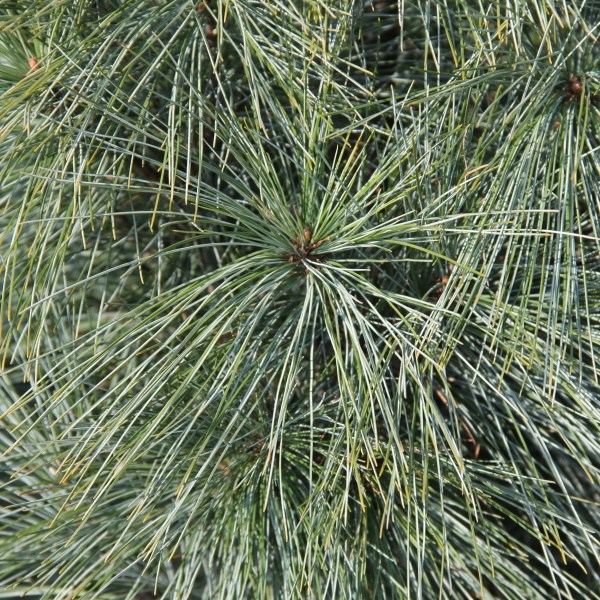 Vzrůstné jehličnany - Borovice himalájská 'Densa Hill'