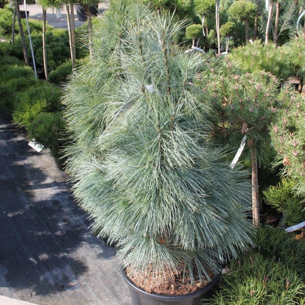 Borovice himalájská 'Densa Hill'-0