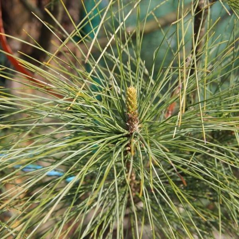 Vzrůstné jehličnany - Borovice himalájská výška 100/125cm, květináč 25 litrů