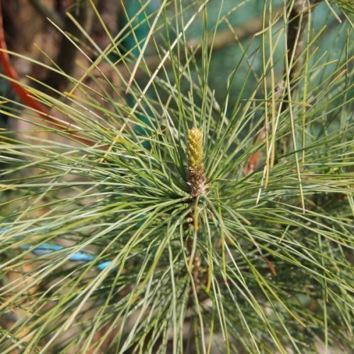 Vzrůstné jehličnany - Borovice himalájská výška 150/175cm