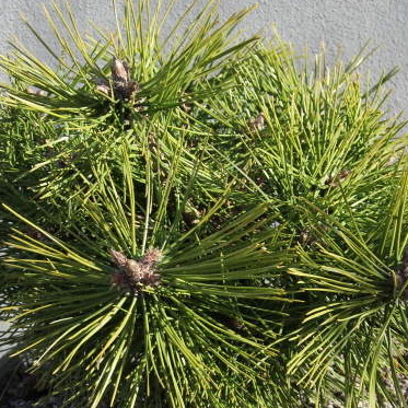 Zakrsle rostoucí jehličnany - Borovice hustokvětá Jane Kluis 5 litrů