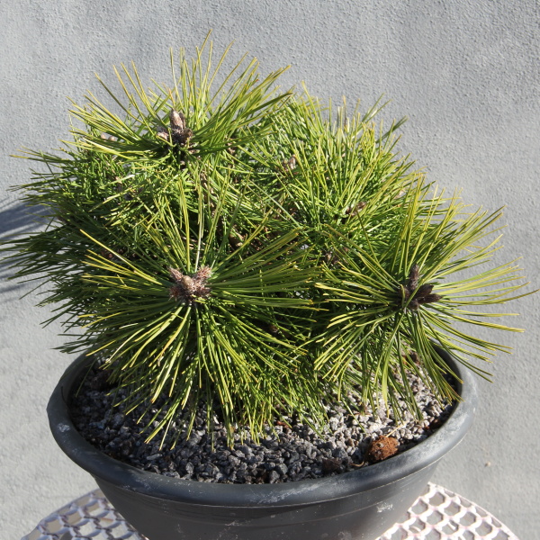 Zakrsle rostoucí jehličnany - Borovice hustokvětá 'Jane Kluis' miska 3,5 litru