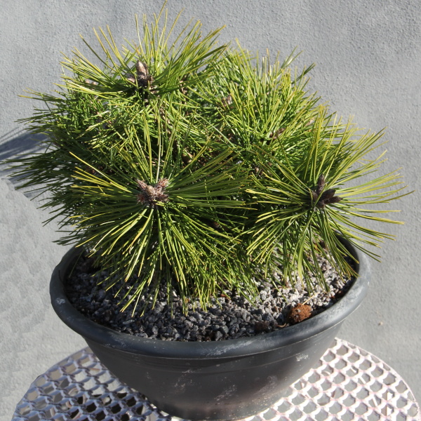 Borovice hustokvětá 'Jane Kluis' miska 3,5 litru-0