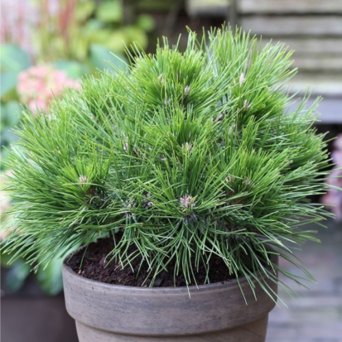 Zakrsle rostoucí jehličnany - Borovice hustokvětá 'Low Glow' 10 litrů, výška 30/40cm