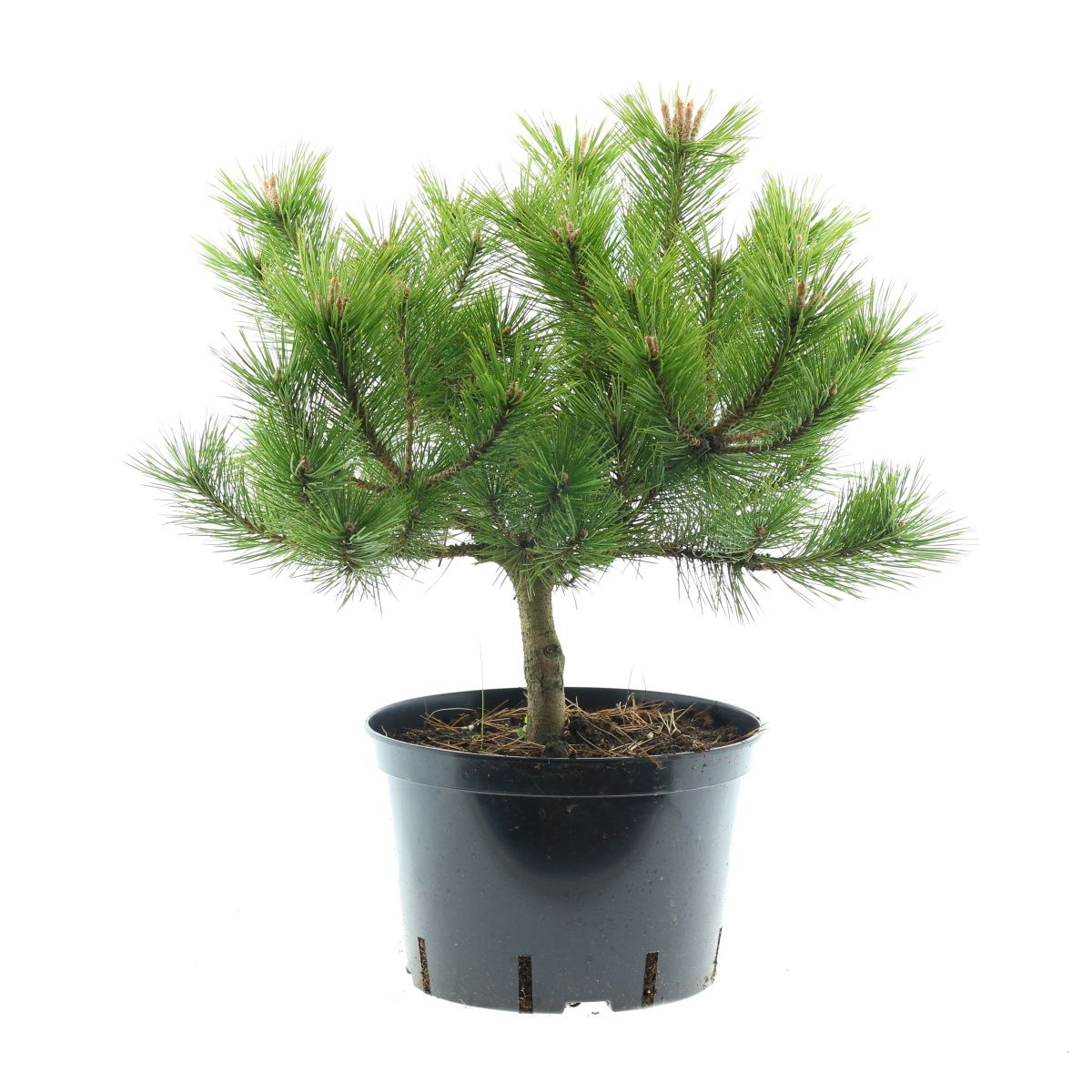 Zakrsle rostoucí jehličnany - Borovice hustokvětá Low Glow 5 litrů