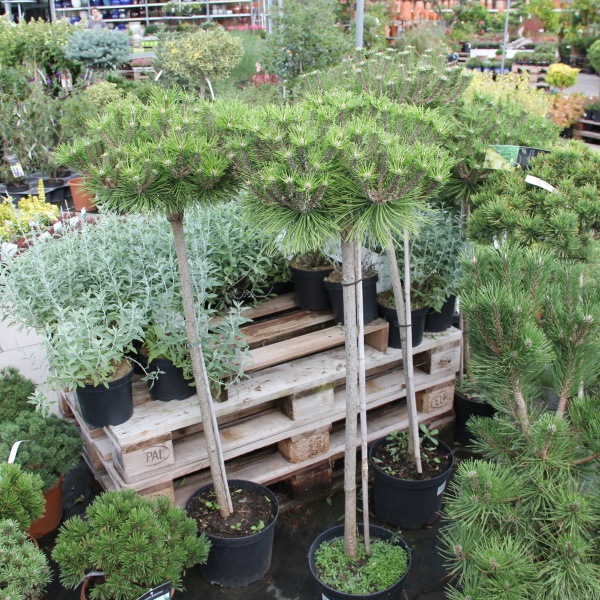 Zakrsle rostoucí jehličnany - Borovice hustokvětá Low Glow kmínek 60cm, 4 litry