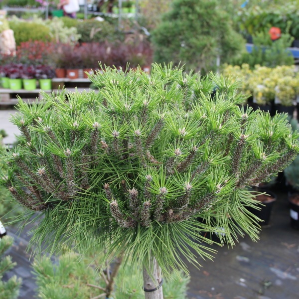 Borovice hustokvětá Low Glow kmínek 60cm, 4 litry-0