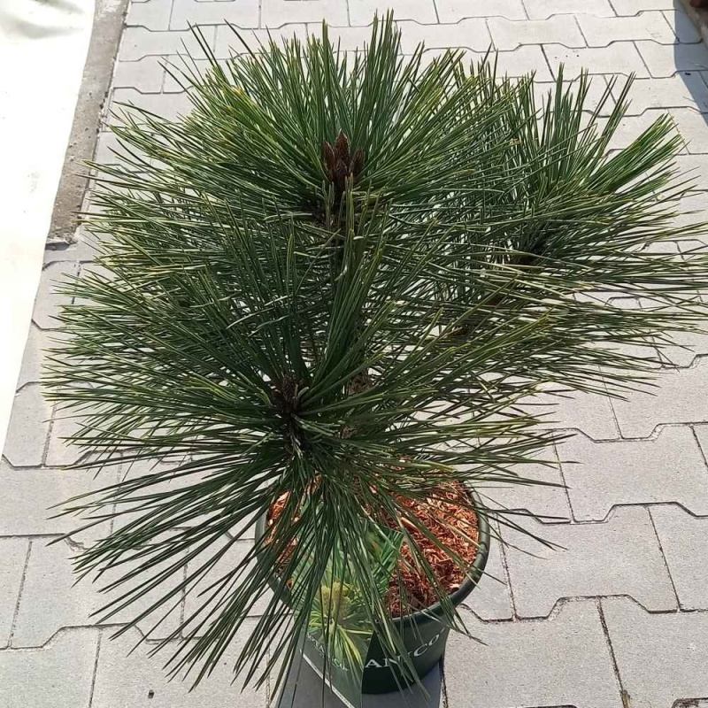 Zakrsle rostoucí jehličnany - Borovice Jeffreyova Joppi výška 30/40cm, květináč 6 litrů