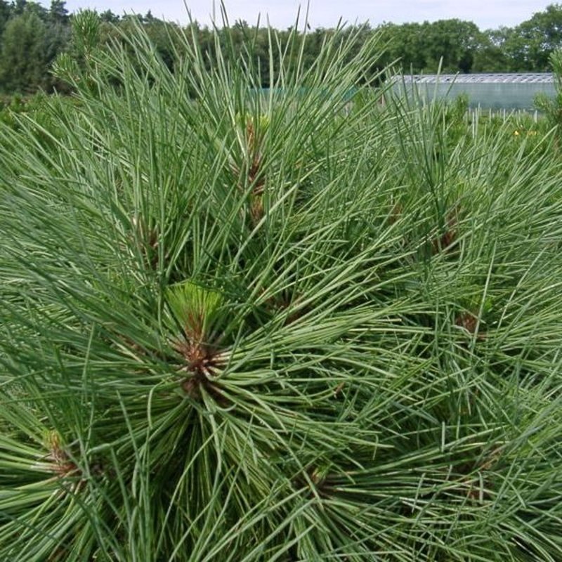 Zakrsle rostoucí jehličnany - Borovice Jeffreyova 'Joppi' výška 60/80cm, květináč 10 litrů