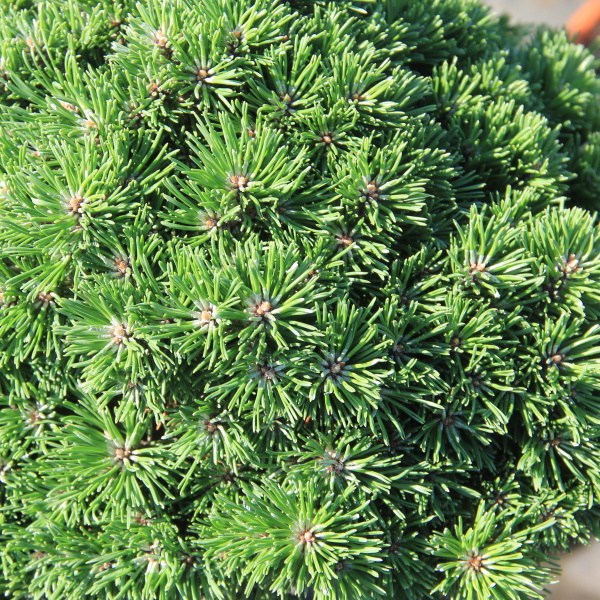 Zakrsle rostoucí jehličnany - Borovice kleč 'Allgäu' kmínek 40cm, 10 litrů