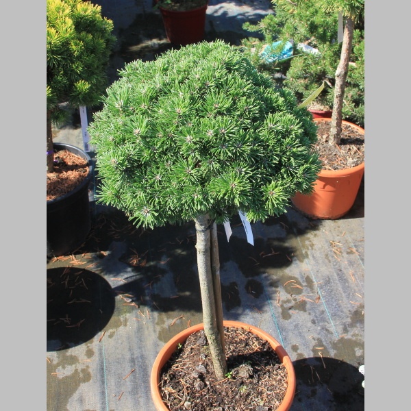 Borovice kleč 'Allgäu' kmínek 40cm, 10 litrů-0