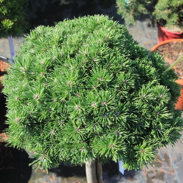 Borovice kleč 'Allgäu' kmínek 40cm, 10 litrů-1