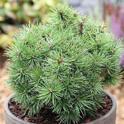 Zakrsle rostoucí jehličnany - Borovice kleč 'Benjamin' 4,6 litru