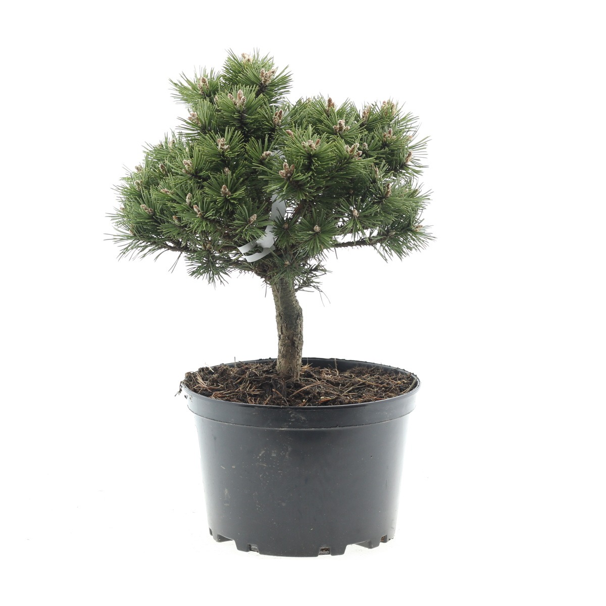 Zakrsle rostoucí jehličnany - Borovice kleč Benjamin 4 litry