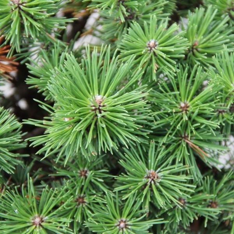 Borovice kleč Benjamin 4 litry-0