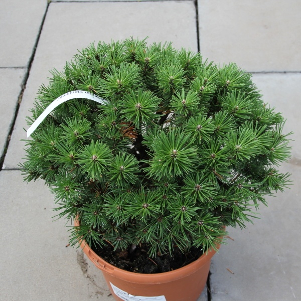 Zakrsle rostoucí jehličnany - Borovice kleč 'Benjamin' 5 litrů