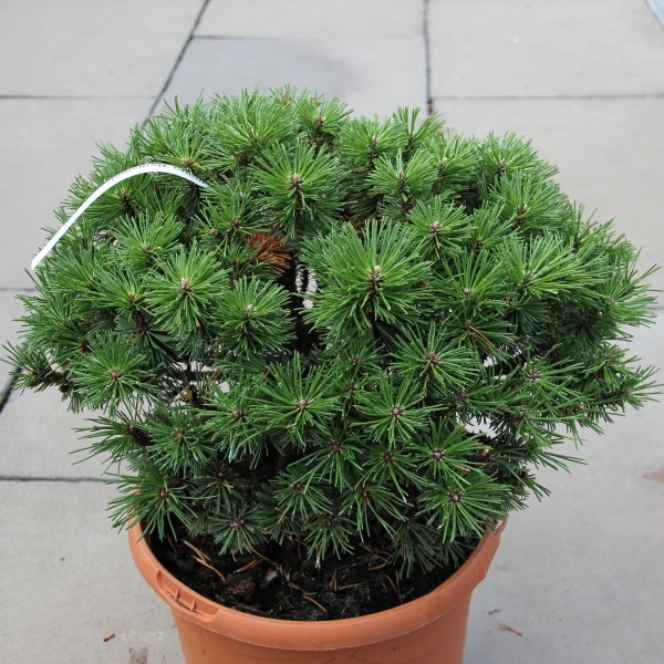 Borovice kleč 'Benjamin' 5 litrů-0