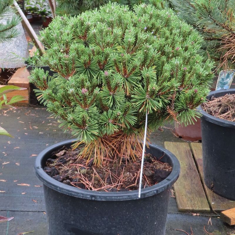 Borovice kleč 'Benjamin' květináč 15 litrů, 30/40cm-0