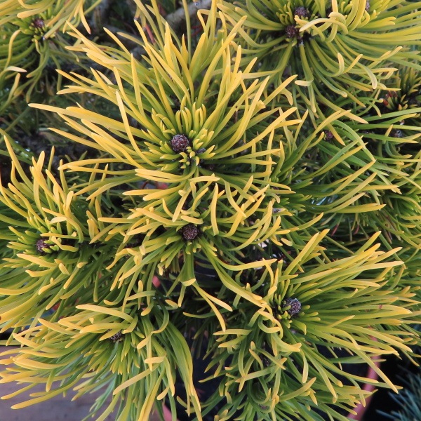 Zakrsle rostoucí jehličnany - Borovice kleč 'Carsten's Wintergold' kmínek 50cm