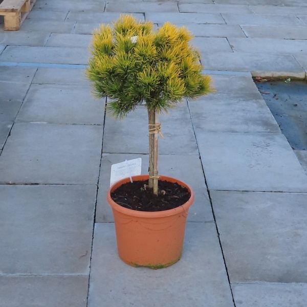 Borovice kleč 'Carsten's Wintergold' kmínek 50cm-0