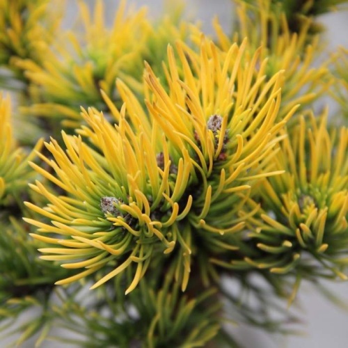 Zakrsle rostoucí jehličnany - Borovice kleč 'Carsten's Wintergold' mini kmínek, 20 litrů