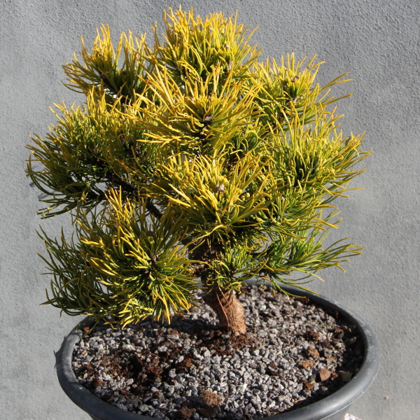 Zakrsle rostoucí jehličnany - Borovice kleč 'Carsten's Wintergold' miska 3,5 litru