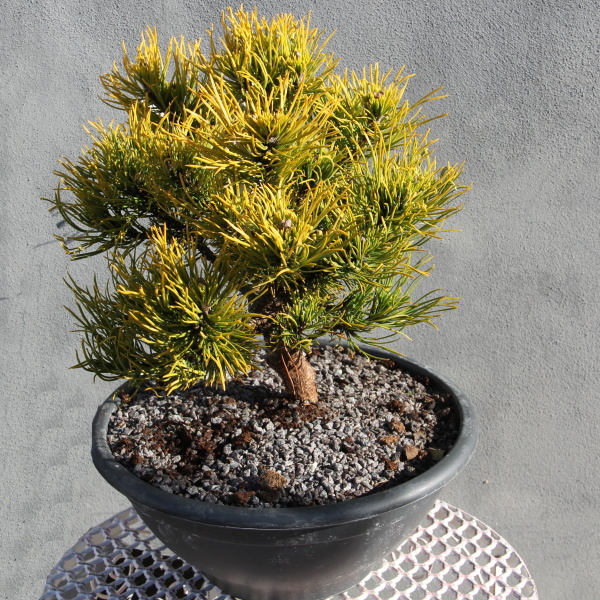 Borovice kleč 'Carsten's Wintergold' miska 3,5 litru-0