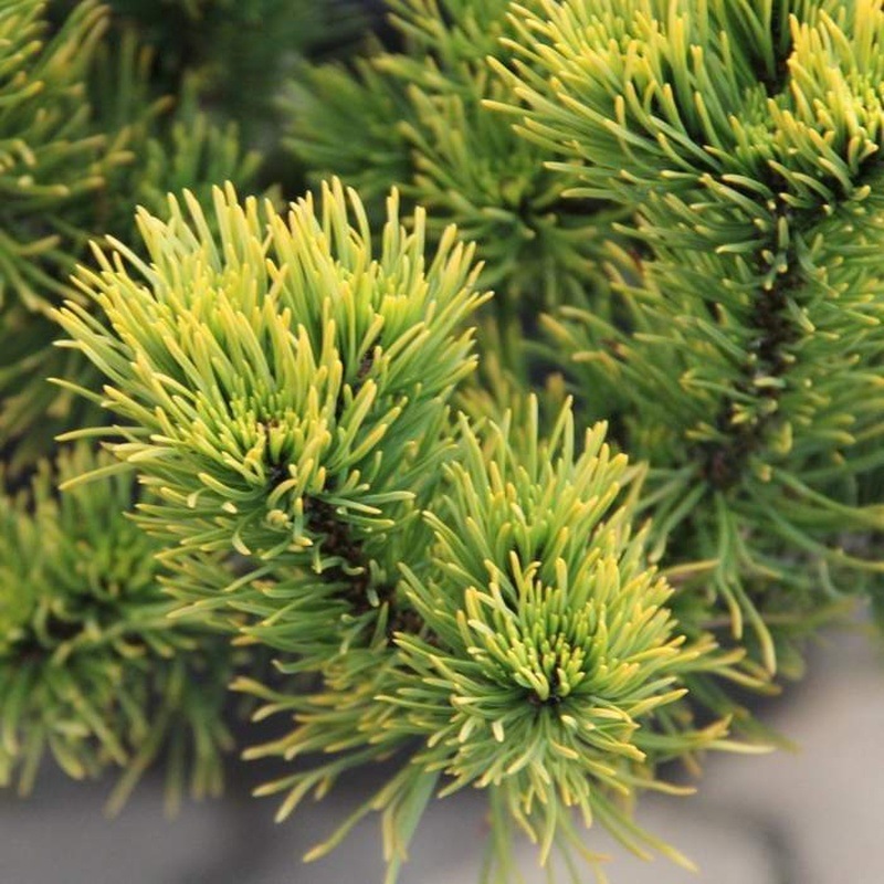 Zakrsle rostoucí jehličnany - Borovice kleč 'Carsten's Wintergold' výška 40/60cm
