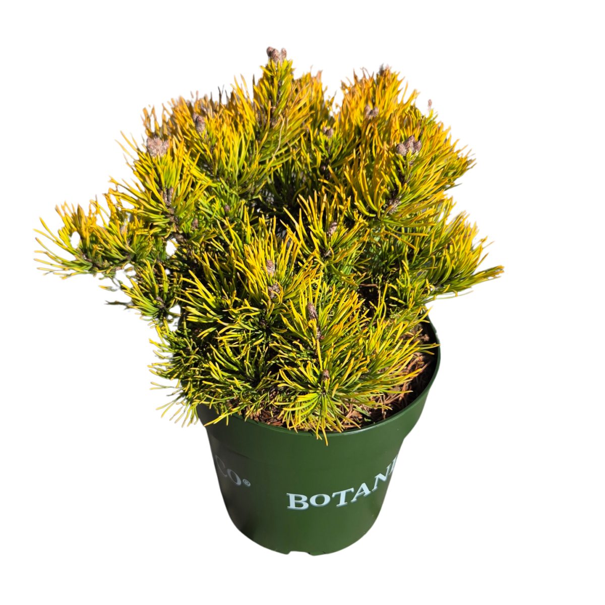 Zakrsle rostoucí jehličnany - Borovice kleč Carstens Wintergold výška 25/30cm, květináč 6 litrů